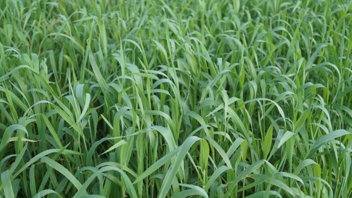 L’intérêt pour les semis de trèfle blanc dans le colza (ici, essai RAGT semences) ou les céréales est en plein essor.